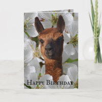 Young Alpaca In White Blossoms,