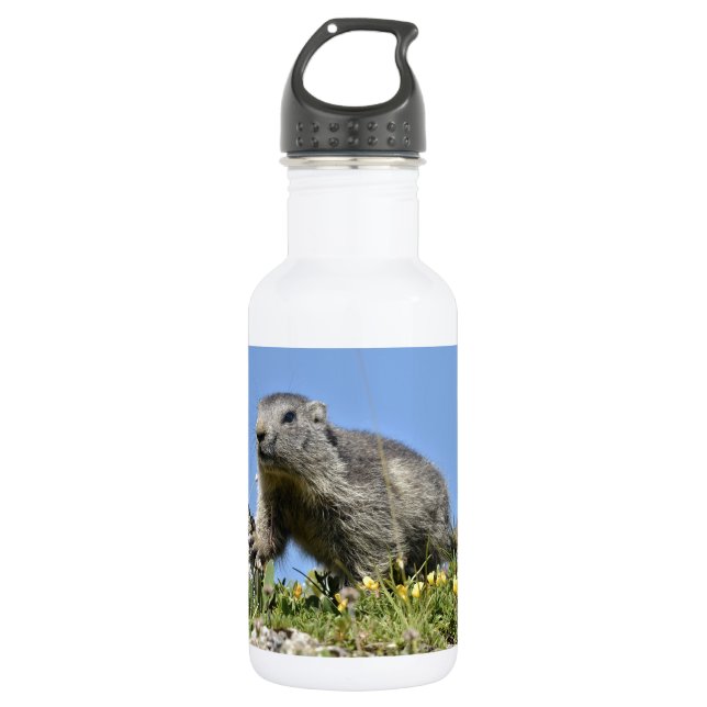 Young Alpine marmot 532 Ml Water Bottle (Front)