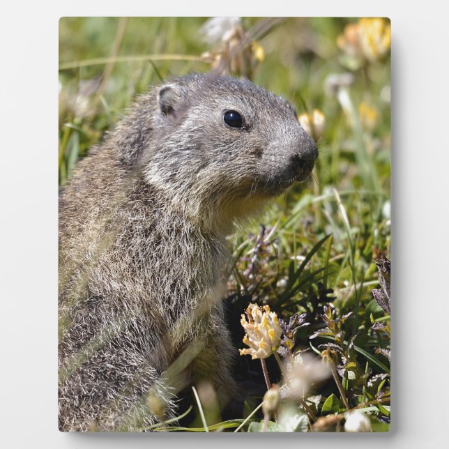Young Alpine marmot in grass Plaque (Front)