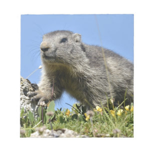 Young Alpine marmot Notepad
