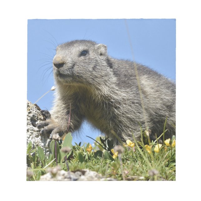 Young Alpine marmot Notepad (Front)