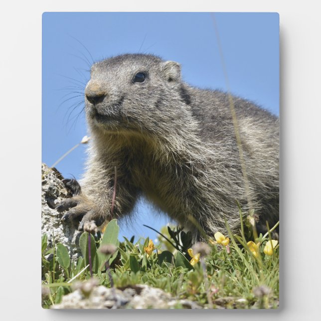 Young Alpine marmot Plaque (Front)