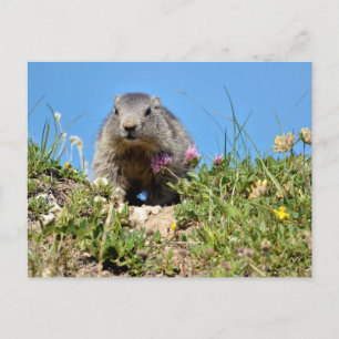 Young Alpine marmot Postcard
