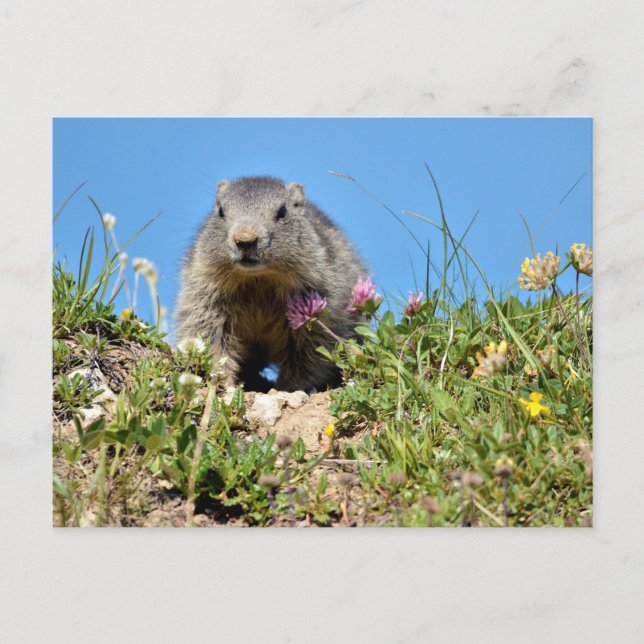 Young Alpine marmot Postcard (Front)