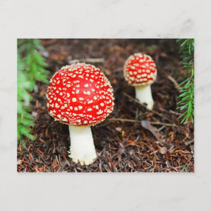 Young Amanita muscaria Postcard
