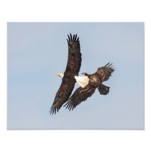 Young and Adult Eagles Photo Print