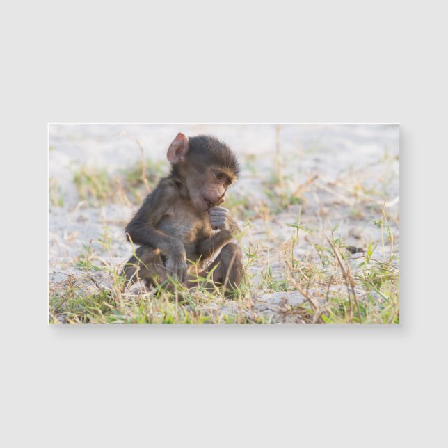 Young Baboon (Front)