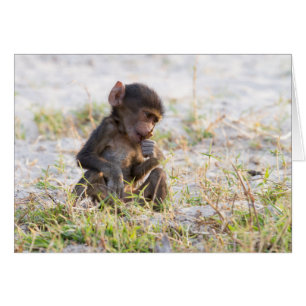 Young Baboon