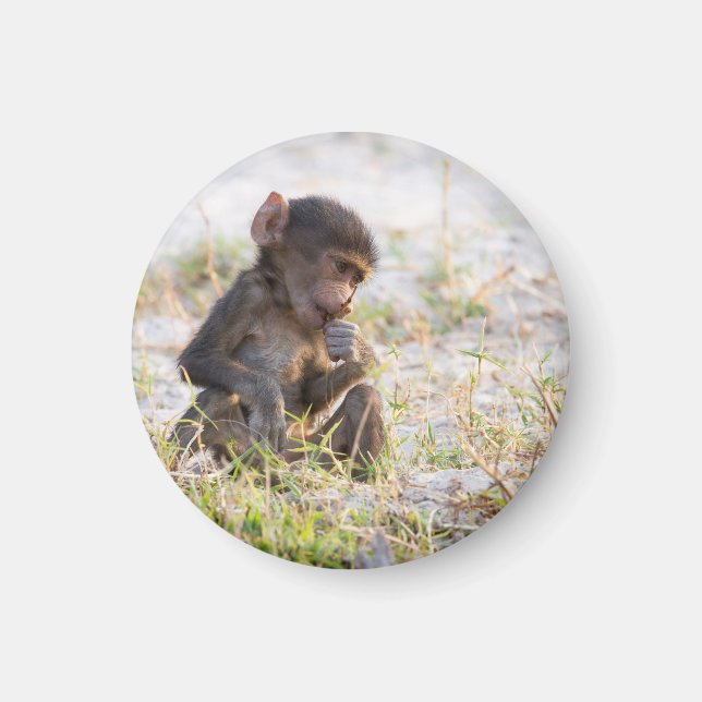 Young Baboon Magnet (Front)