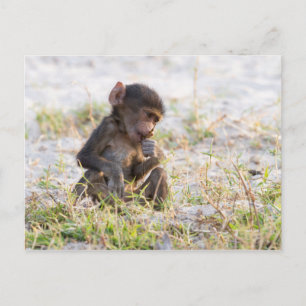 Young Baboon Postcard