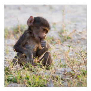 Young Baboon Poster
