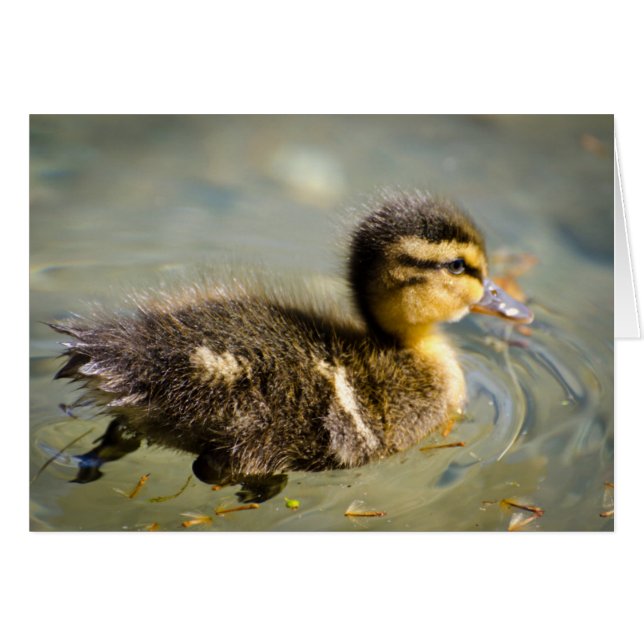 Young Baby Duck (Front Horizontal)