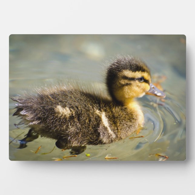 Young Baby Duck Plaque (Front)