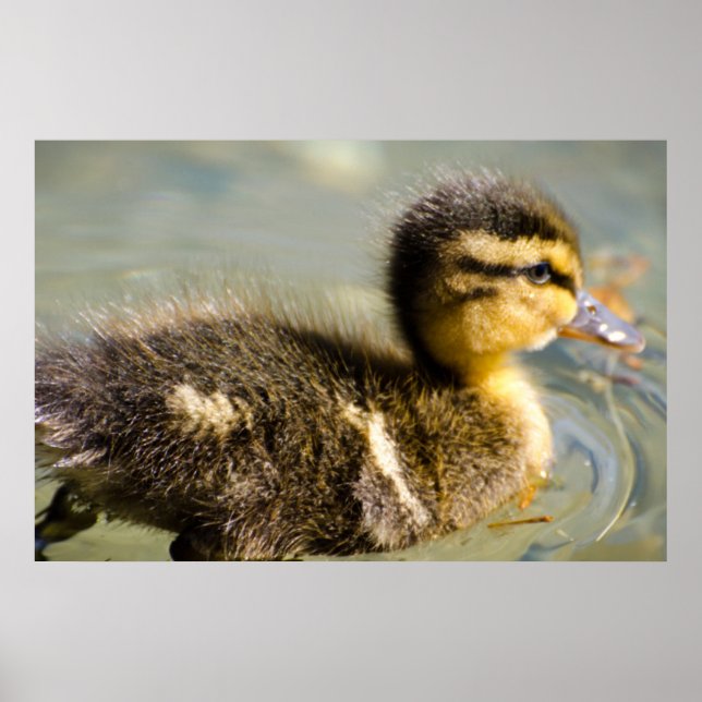 Young Baby Duck Poster (Front)