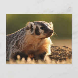 Young badger postcard