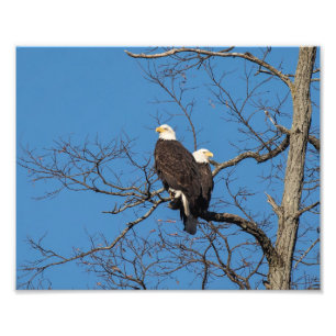 Young Bald Eagle Couple Photo Print
