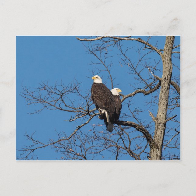 Young Bald Eagle Couple Postcard (Front)