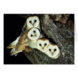 Young barn-owls, 9 weeks old