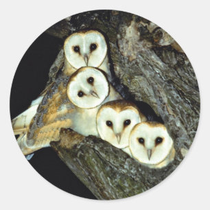 Young barn-owls, 9 weeks old classic round sticker