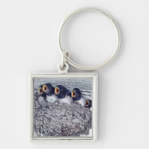 young barn swallows key ring