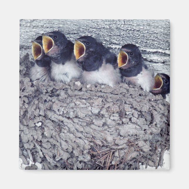 young barn swallows magnet (Front)