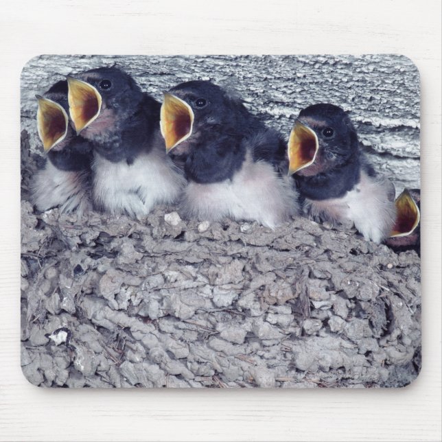 young barn swallows mouse pad (Front)