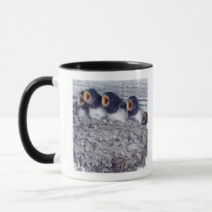 young barn swallows mug