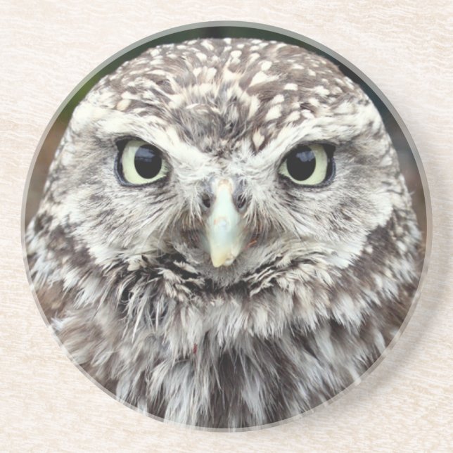 Young Barred Owl Coaster (Front)