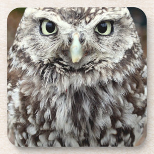 Young Barred Owl Coaster