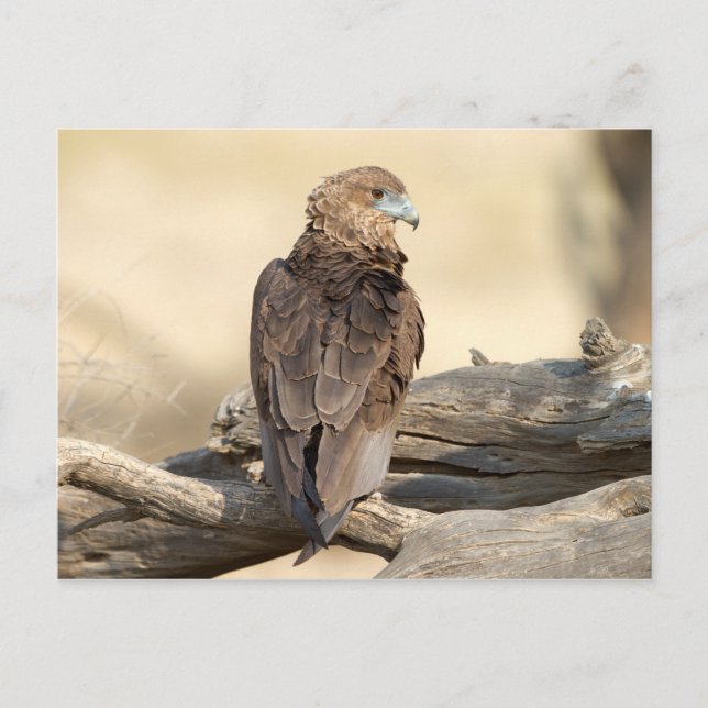 Young Bateleur Postcard (Front)