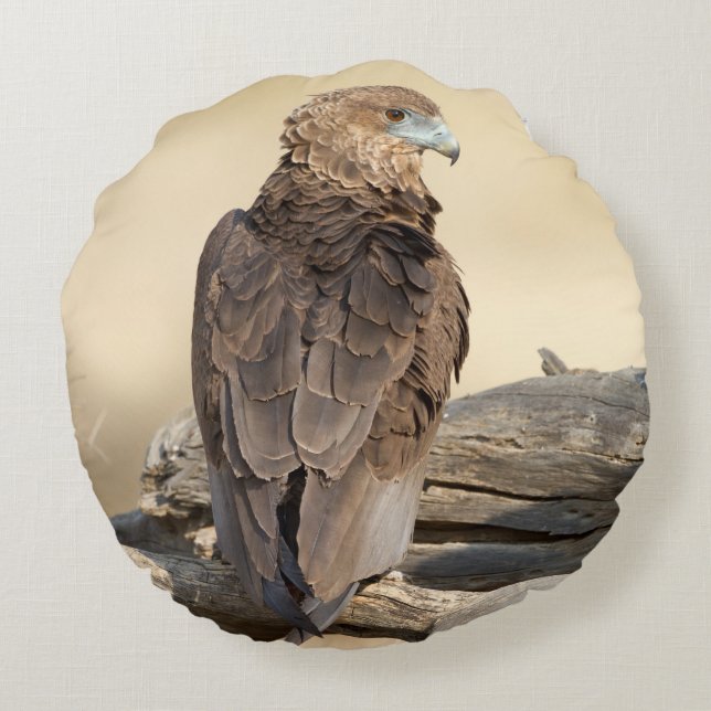 Young Bateleur Round Cushion (Back)