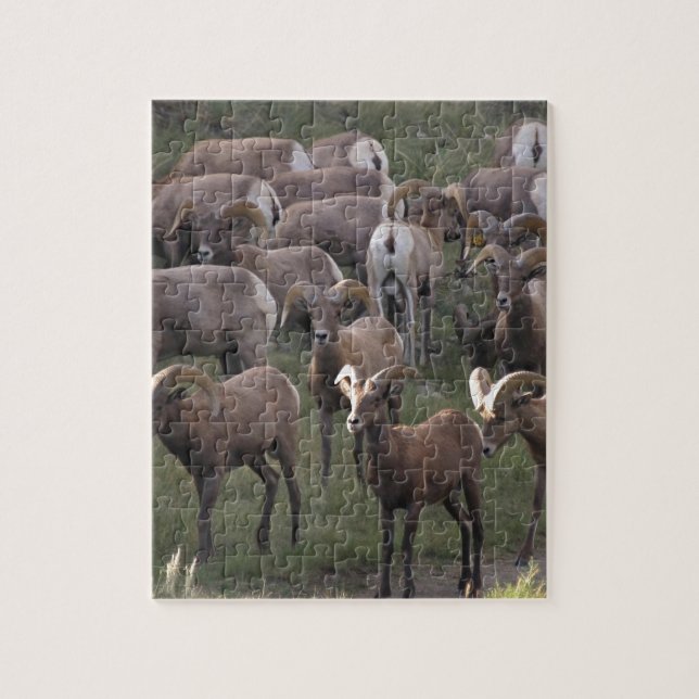 Young Bighorn Sheep Jigsaw Puzzle (Vertical)