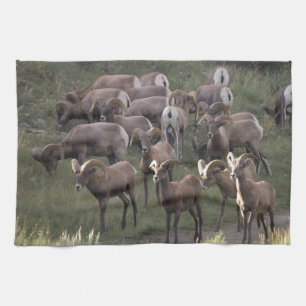 Young Bighorn Sheep Tea Towel