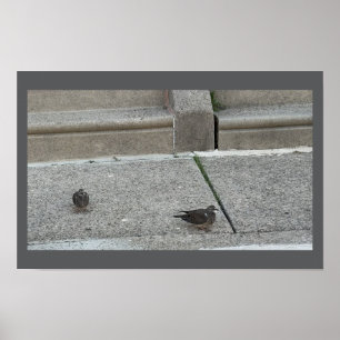 Young Birds on Steps Poster
