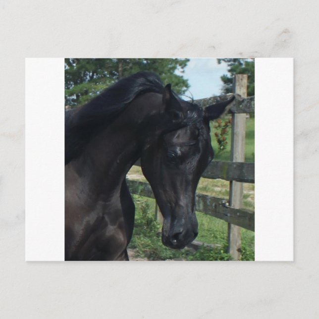 Young Black Arabian Stallion Postcard (Front)