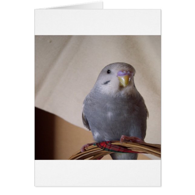 young blue budgie pillow (Front)