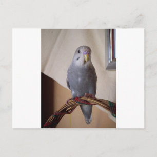 young blue budgie postcard