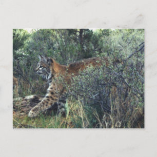 young bobcat, central Oregon Postcard