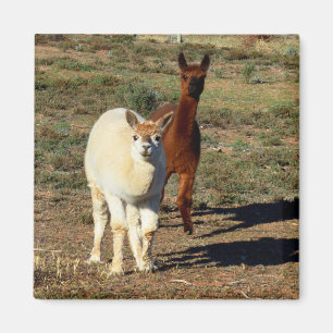 Young Brown And White Alpacas, Magnet