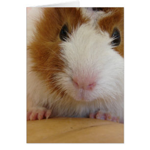 Young Brown and White Guinea Pig on Pumpkin