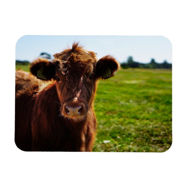 Young Brown Cow in Pasture Field Magnet (Horizontal)