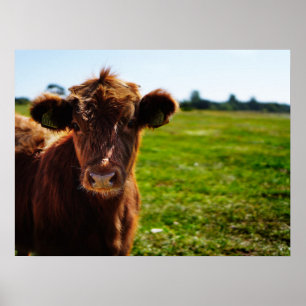 Young Brown Cow in Pasture Field Poster