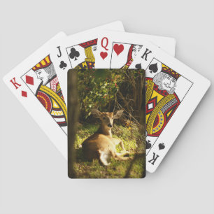 Young Buck Bicycle Playing Cards