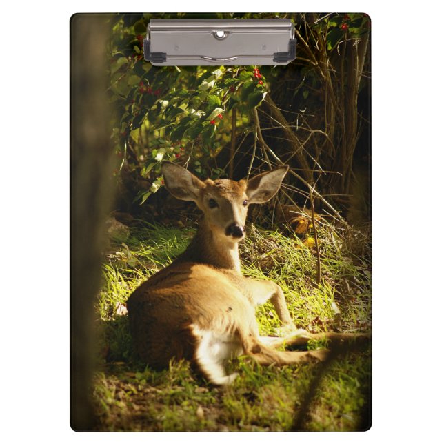 Young Buck In The Meadow Clipboard (Front)