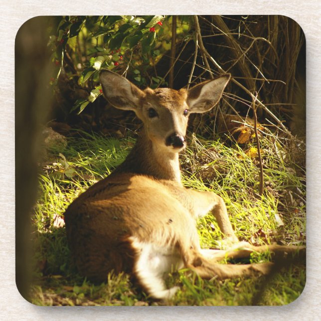 Young Buck In The Meadow Coaster (Front)