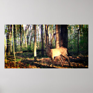 Young Buck in the Woods Poster