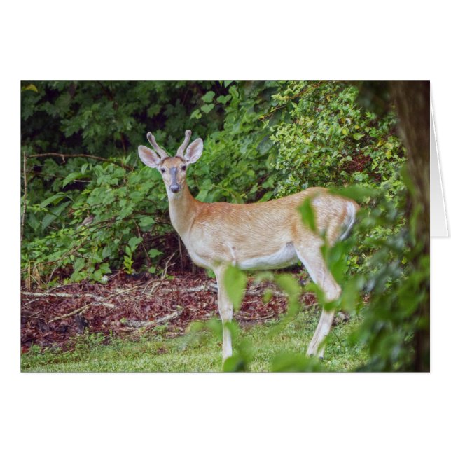 Young Buck in Velvet (Front Horizontal)
