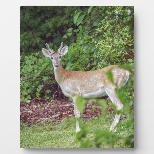 Young Buck in Velvet Plaque (Front)