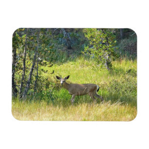 Young Buck in Yosemite, CA Magnet