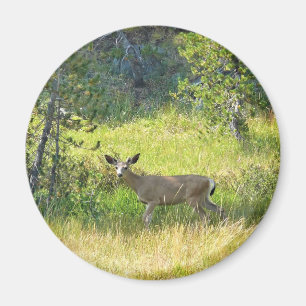 Young Buck in Yosemite, CA Magnet
